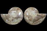 Choffaticeras (Daisy Flower) Ammonite - Madagascar #80914-3